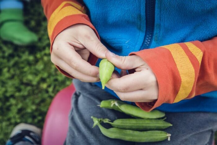 gesund-ernaehren